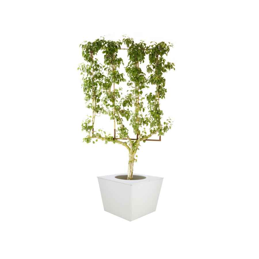 Perenboom